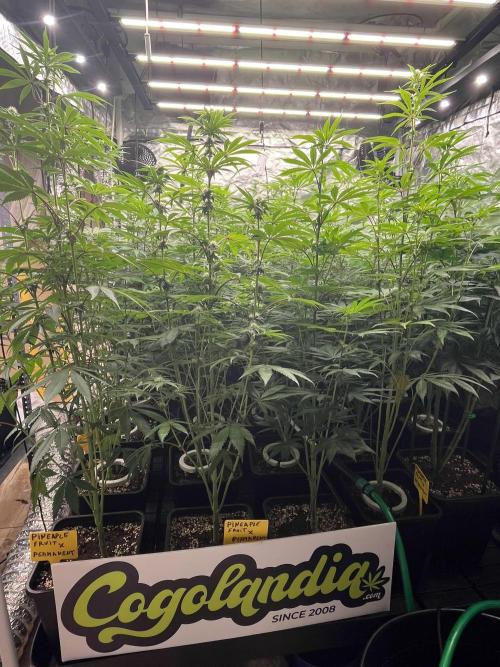 Runtz x Layer Cake. Week 8