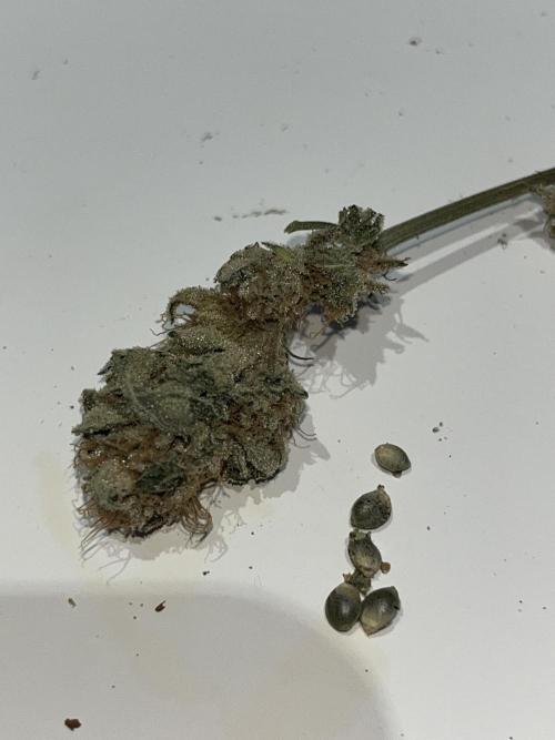 Bubblegum Gelato. Week 13