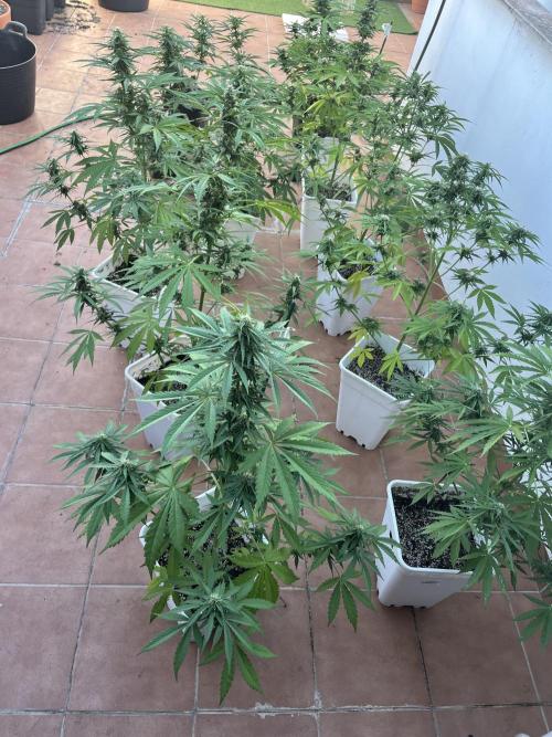 Sheer Seeds Autos de cogolandia. Week 7