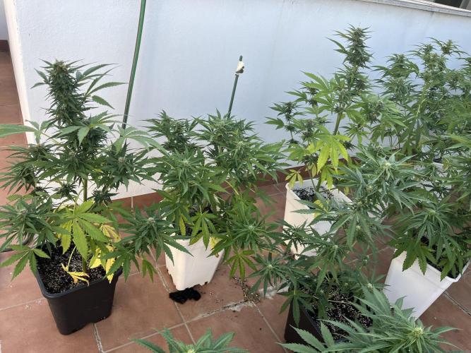Sheer Seeds Autos de cogolandia. Week 7