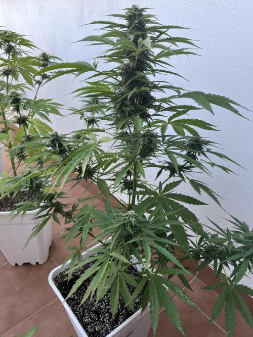 Sheer Seeds Autos de cogolandia. Week 7