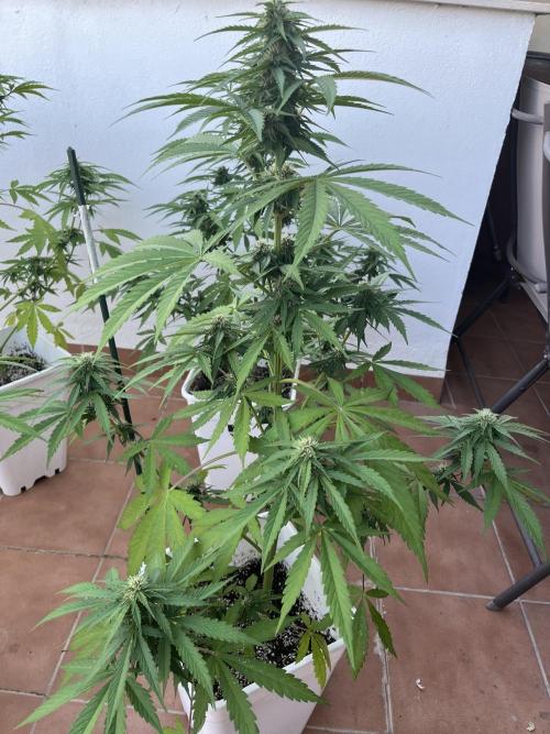 Sheer Seeds Autos de cogolandia. Week 7