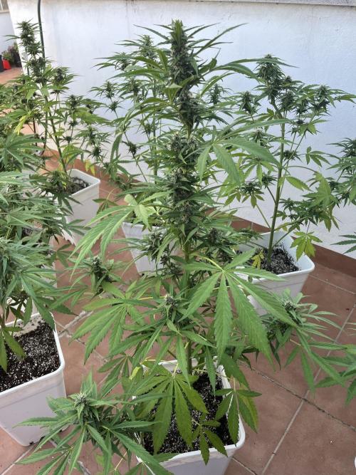 Sheer Seeds Autos de cogolandia. Week 7