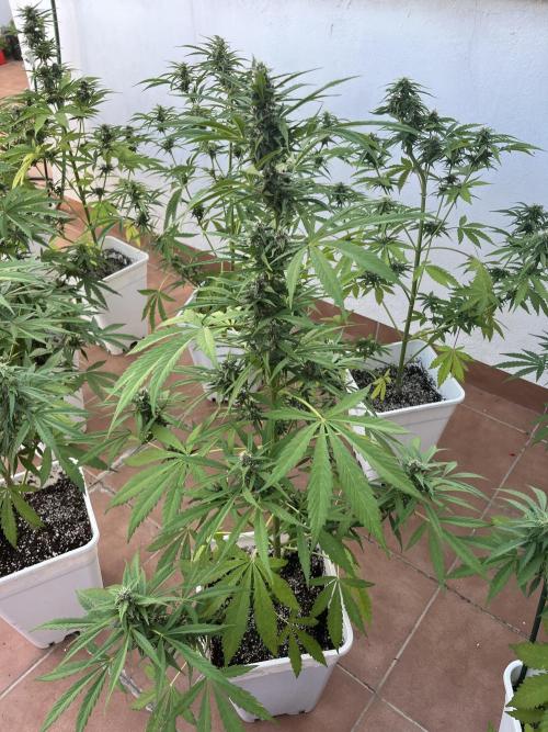 Sheer Seeds Autos de cogolandia. Week 7