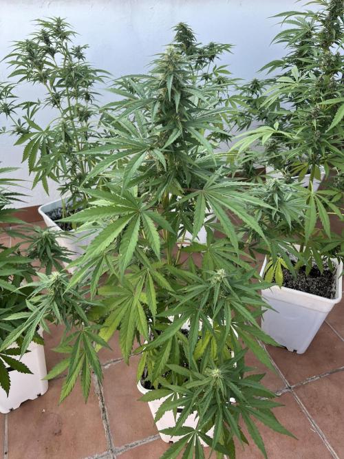 Sheer Seeds Autos de cogolandia. Week 7