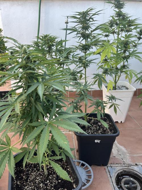 Sheer Seeds Autos de cogolandia. Week 7