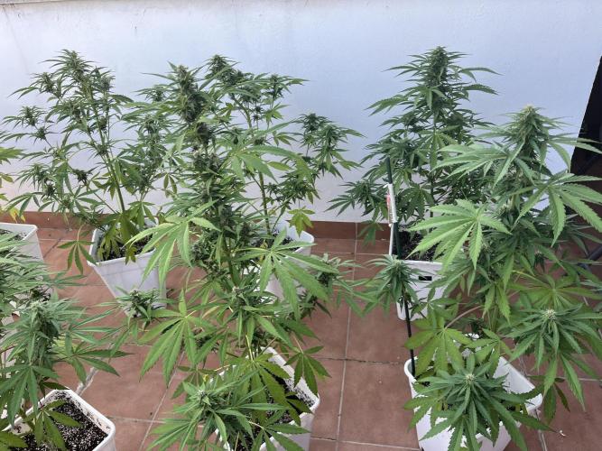 Sheer Seeds Autos de cogolandia. Week 7