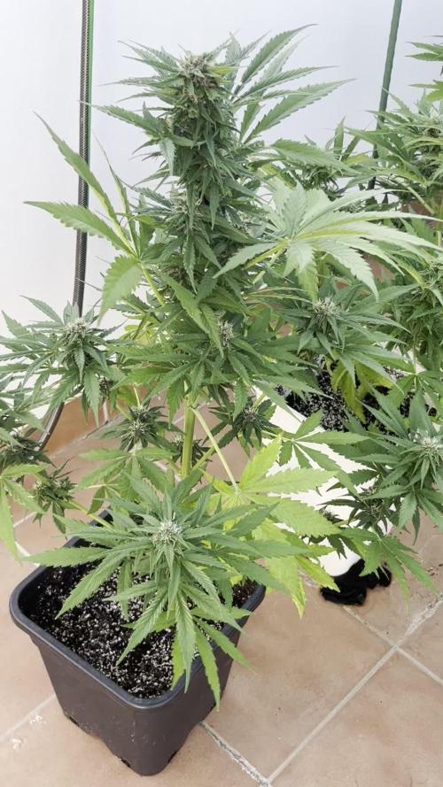Sheer Seeds Autos de cogolandia