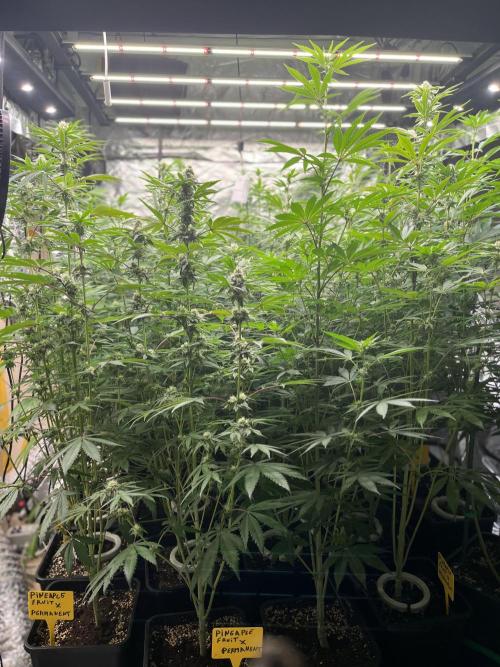Runtz x Layer Cake. Week 9