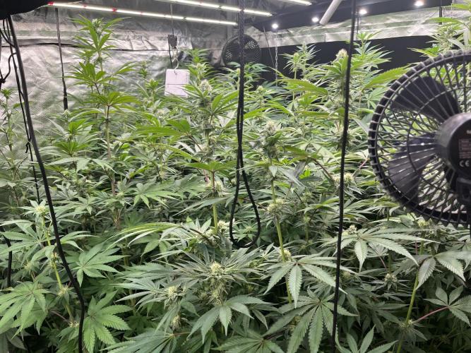 Runtz x Layer Cake. Week 9