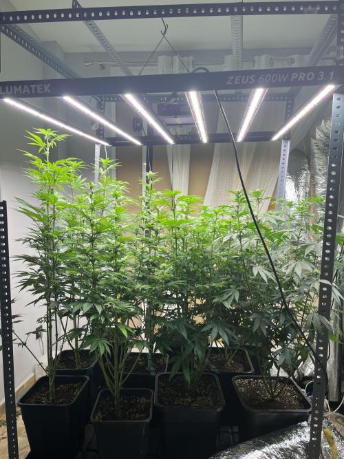 SCROG RUNTZ X LAYER CAKE. Week 8