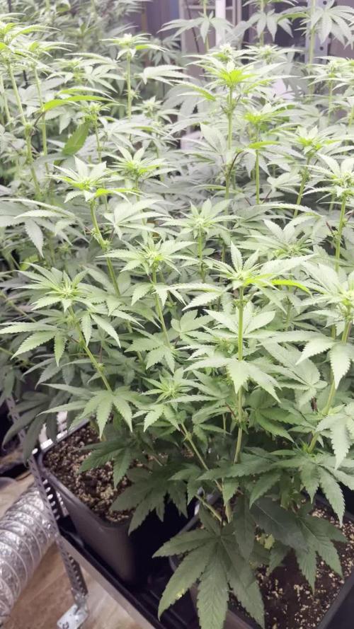 SCROG RUNTZ X LAYER CAKE
