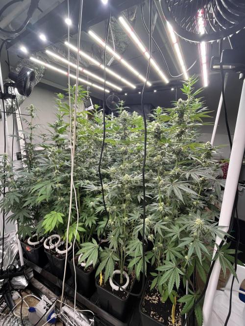 Runtz x Layer Cake. Week 10