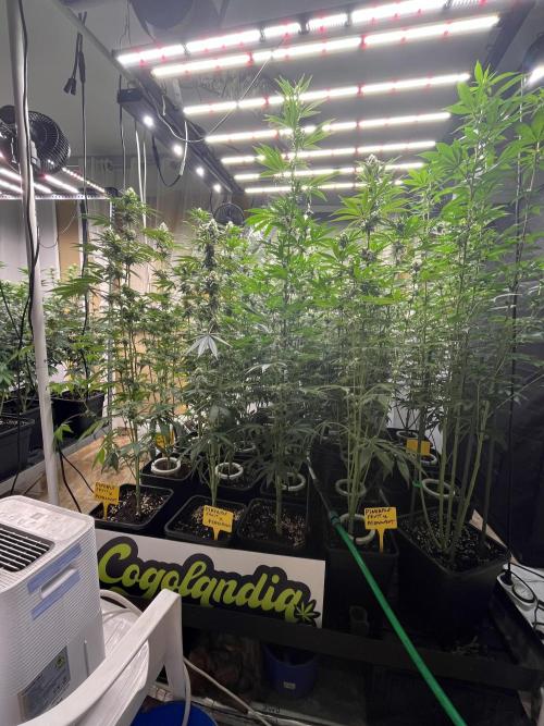 Runtz x Layer Cake. Week 10