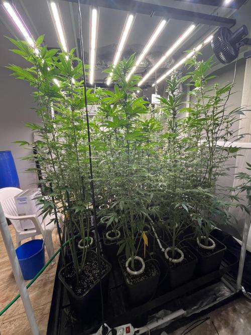 Runtz x Layer Cake. Week 10