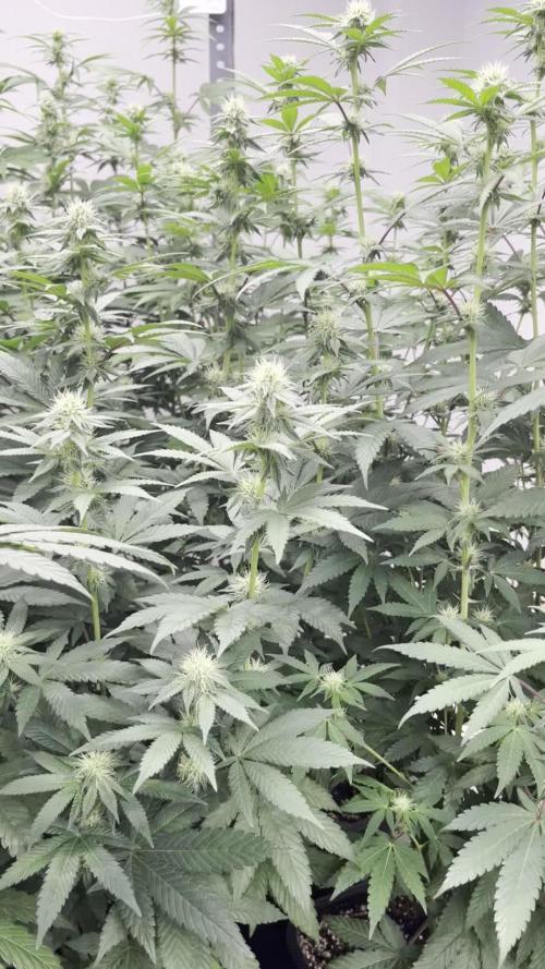 SCROG RUNTZ X LAYER CAKE