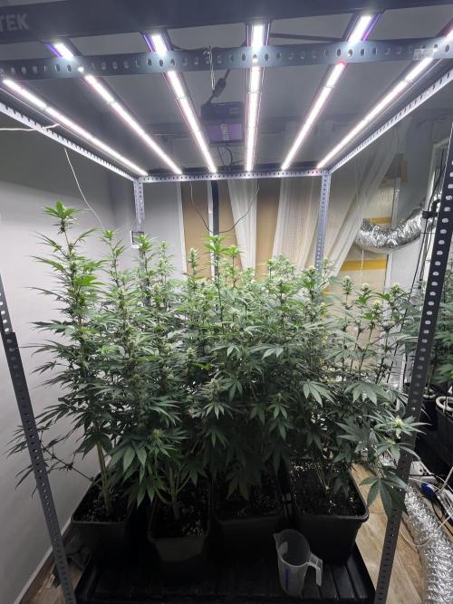 SCROG RUNTZ X LAYER CAKE. Week 9
