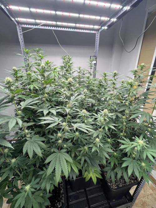 SCROG RUNTZ X LAYER CAKE. Week 9