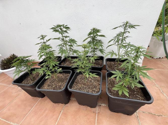 OG KUSH AUTO COGOLANDIA. Week 3