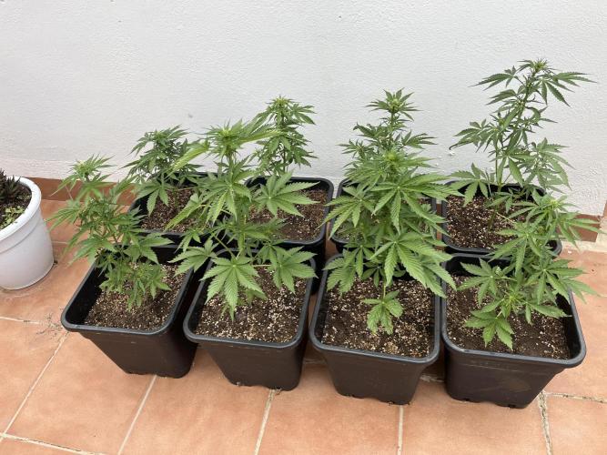OG KUSH AUTO COGOLANDIA. Week 3