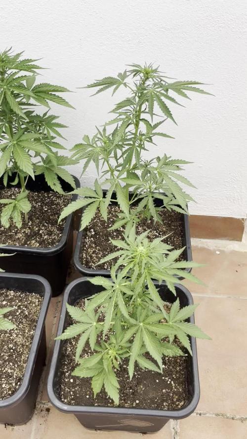 OG KUSH AUTO COGOLANDIA