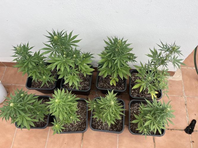 OG KUSH AUTO COGOLANDIA. Week 4