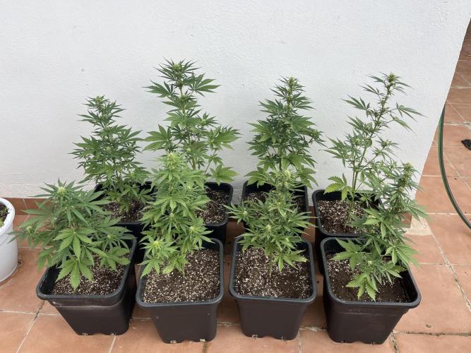 OG KUSH AUTO COGOLANDIA. Week 4