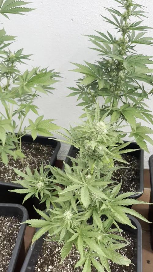 OG KUSH AUTO COGOLANDIA
