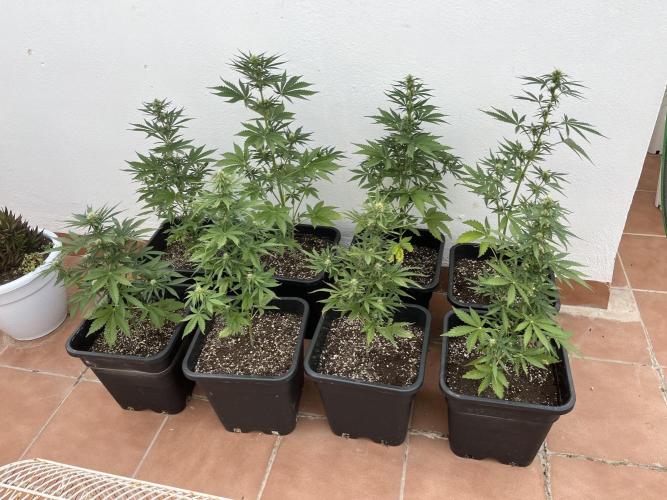 OG KUSH AUTO COGOLANDIA. Week 4