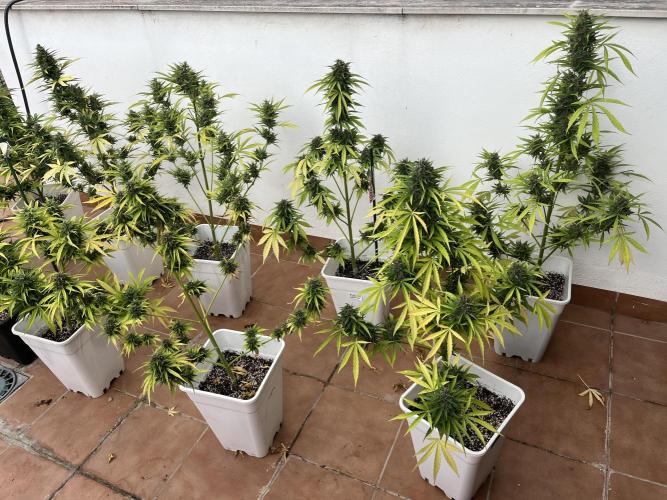 Sheer Seeds Autos de cogolandia. Week 9
