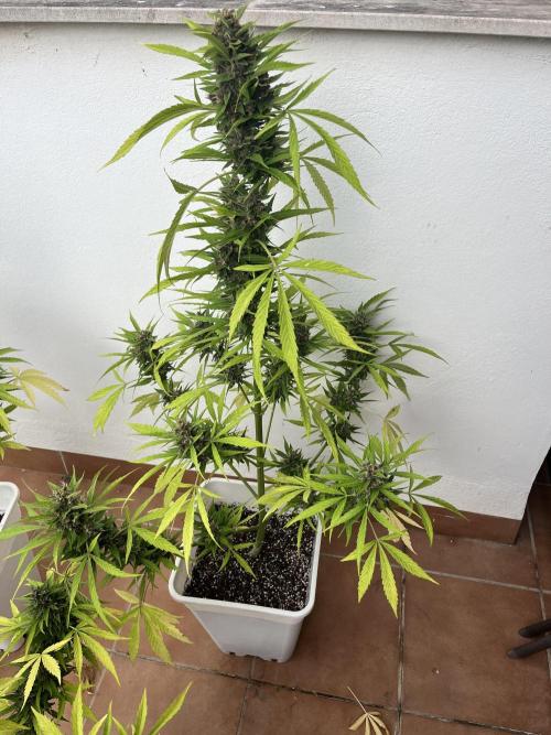 Sheer Seeds Autos de cogolandia. Week 9