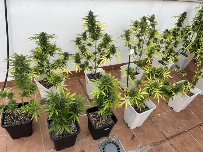 Sheer Seeds Autos de cogolandia. Week 9