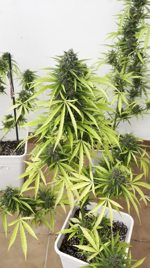 Sheer Seeds Autos de cogolandia