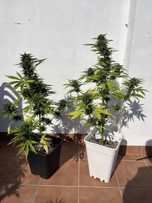 Sheer Seeds Autos de cogolandia. Week 9