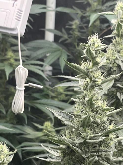 Runtz x Layer Cake. Week 11