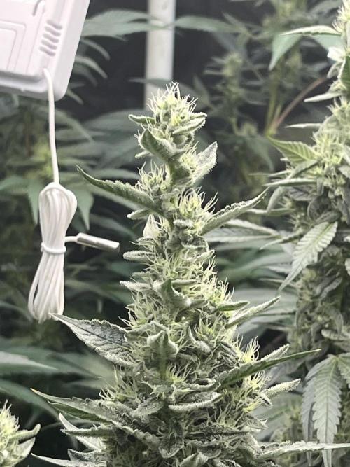 Runtz x Layer Cake. Week 11