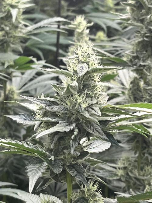 Runtz x Layer Cake. Week 11
