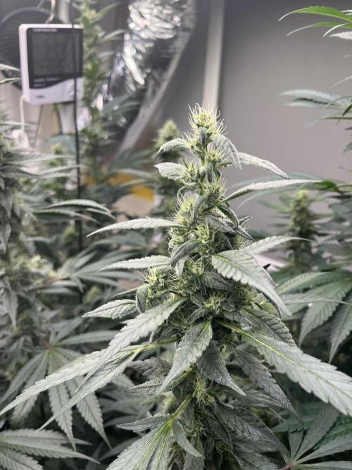 Runtz x Layer Cake. Week 11