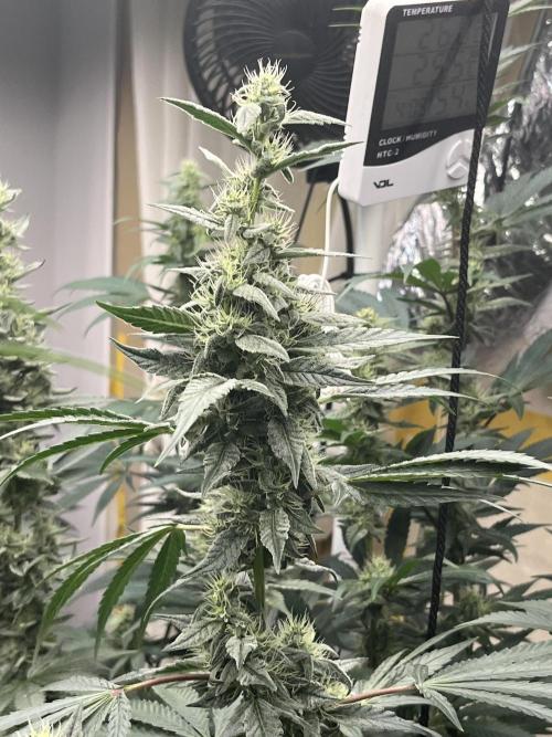 Runtz x Layer Cake. Week 11
