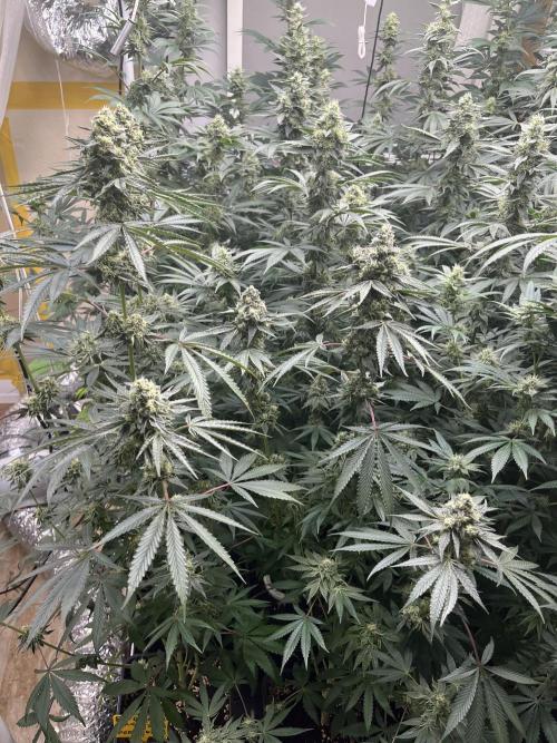 Runtz x Layer Cake. Week 11
