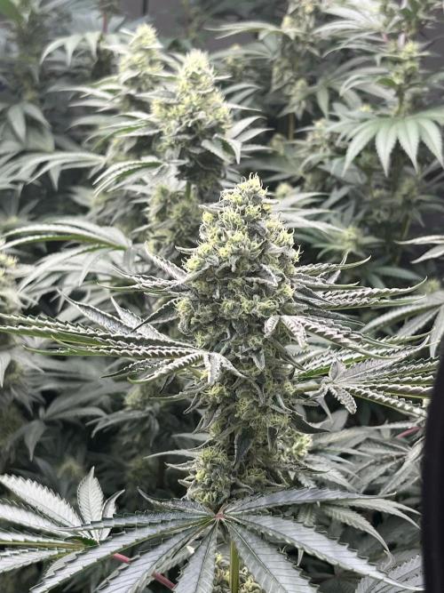 Runtz x Layer Cake. Week 11