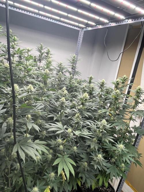 SCROG RUNTZ X LAYER CAKE. Week 10