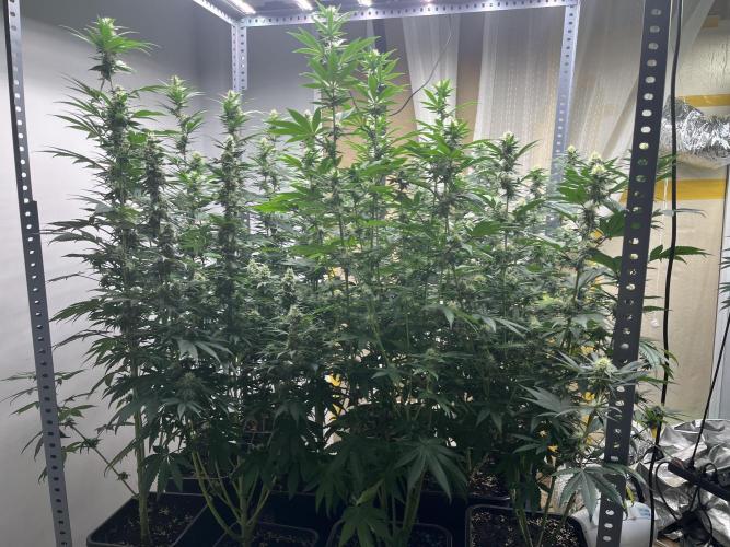 SCROG RUNTZ X LAYER CAKE. Week 10