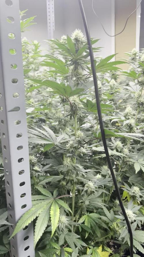 SCROG RUNTZ X LAYER CAKE