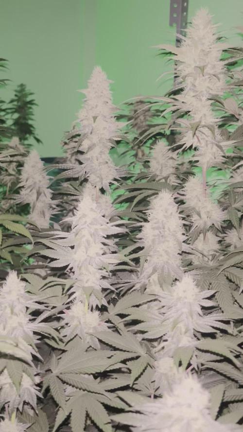 SCROG RUNTZ X LAYER CAKE