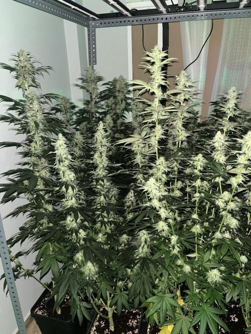 SCROG RUNTZ X LAYER CAKE. Week 11