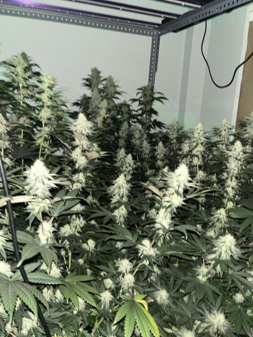 SCROG RUNTZ X LAYER CAKE. Week 11