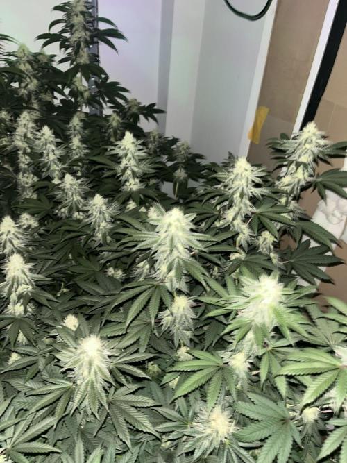 SCROG RUNTZ X LAYER CAKE. Week 11
