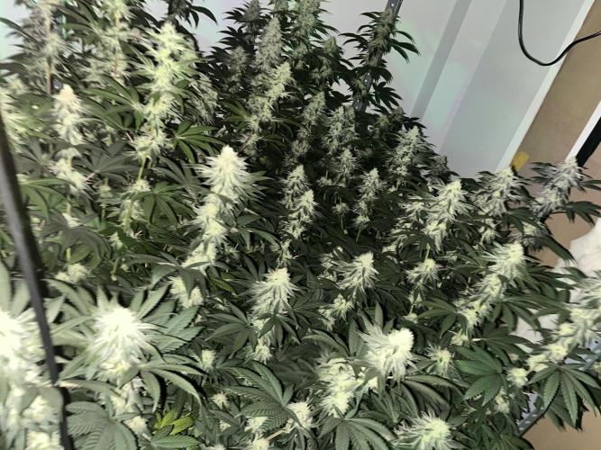 SCROG RUNTZ X LAYER CAKE. Week 11