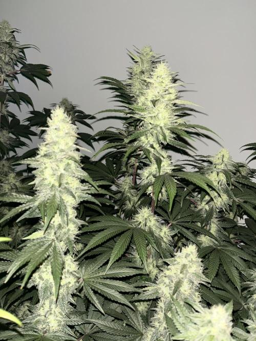 SCROG RUNTZ X LAYER CAKE. Week 11